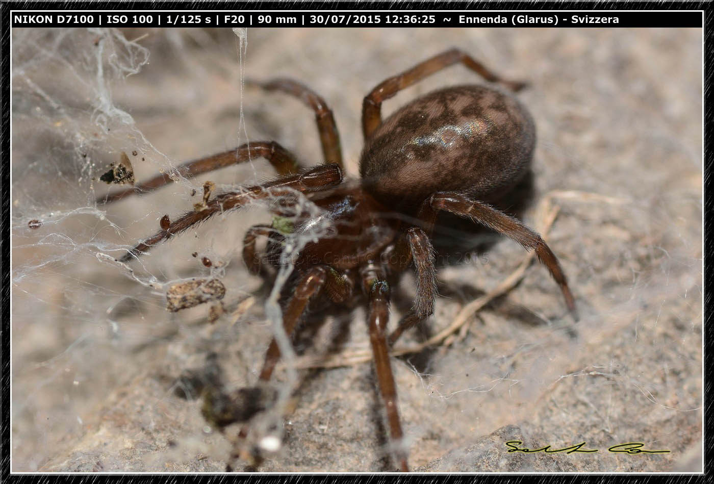 Amaurobius sp. - Enneda (Svizzera)